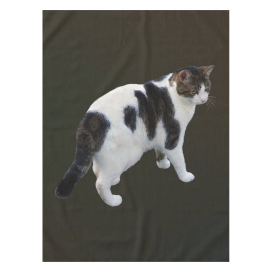 Nappe Tabby Blanc Avec Patches Sombres (Devant)