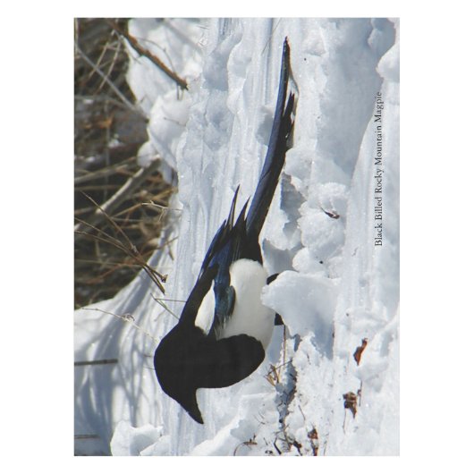 Nappe Toile de table Black Billed Rocky Mountain Magpie (Devant)