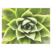 Nappe Vert Succulent Gros Plan Cactus (Devant (Horizontal))