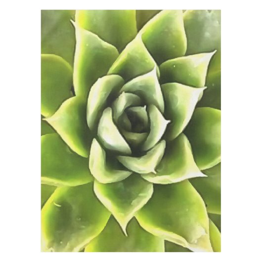 Nappe Vert Succulent Gros Plan Cactus (Devant)