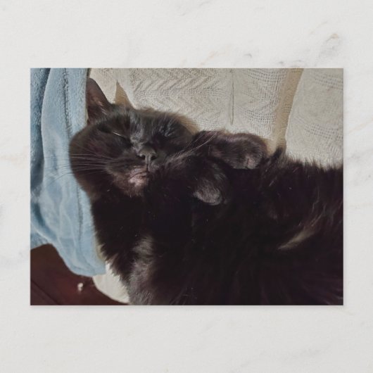 Napping Black Cat Briefkaart (Voorkant)