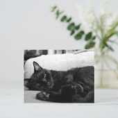 Napping Cat Briefkaart (Staand voorkant)