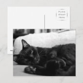 Napping Cat Briefkaart (Voorkant / Achterkant)