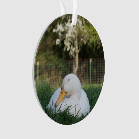 Napping Duck (devant)