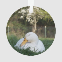 Napping Duck