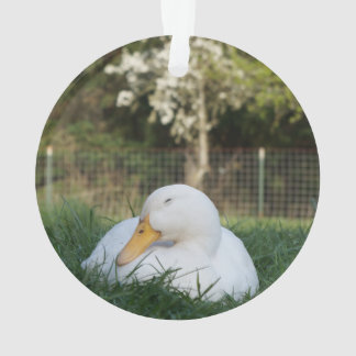 Napping Duck