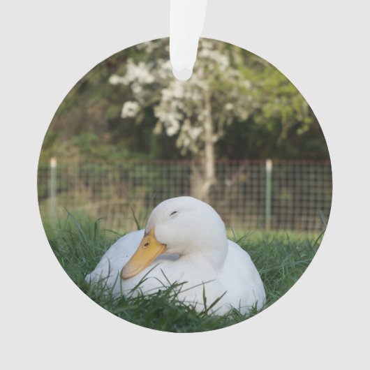 Napping Duck (devant)