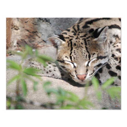 Napping Ocelot Foto Afdruk (Voorkant)
