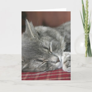 Napping Tabby Cat Notecard Kaart
