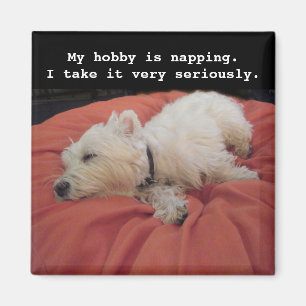 Napping Westie Photo Magnet Magneet
