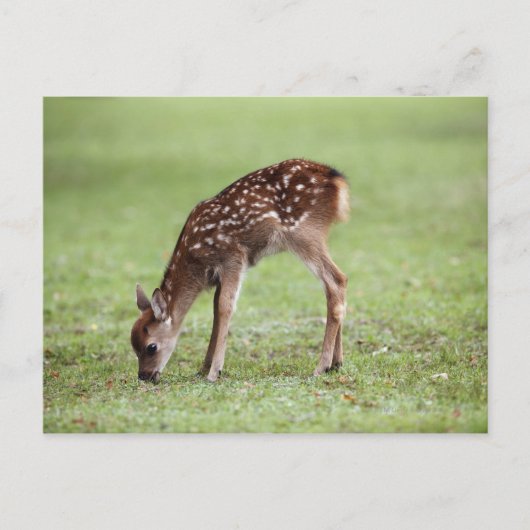 Nara Prefecture, Honshu, Japan Briefkaart (Voorkant)