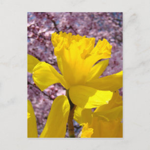 Narcis Ansichtkaart Lente Roze Bloesem Bloemen Briefkaart