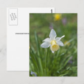 Narcis Briefkaart (Voorkant / Achterkant)