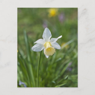 Narcis Briefkaart