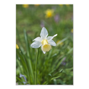 Narcis Foto Afdruk