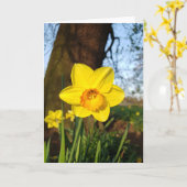 Narcis in de Park Kaart (Gele Bloem)
