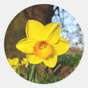 Narcis in het park ronde sticker