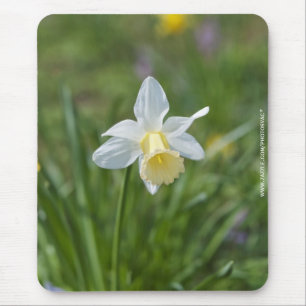 Narcis Muismat