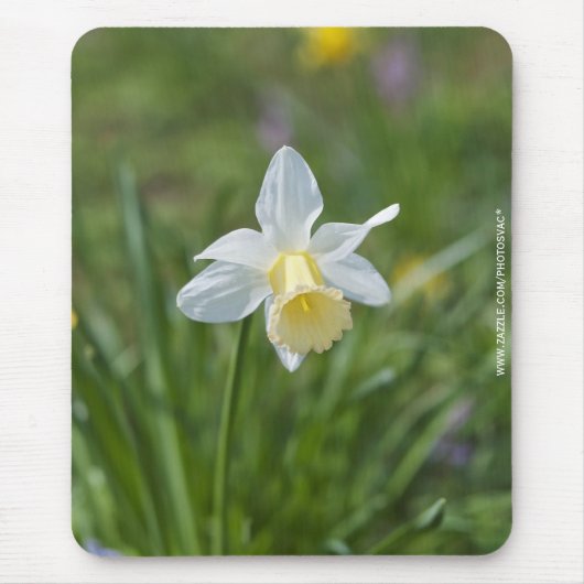 Narcis Muismat (Voorkant)