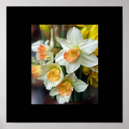 Narcis Poster (Voorkant)