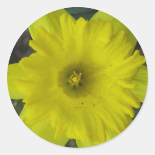 narcis sticker