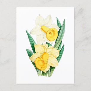 Narcis Vintage Botanische Ansichtkaart Briefkaart