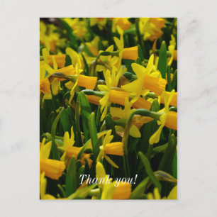 Narcisfamilie Bedankkaartje Briefkaart