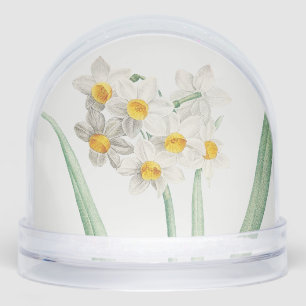 Narcisse, Pierre-Joseph Redouté, 1805