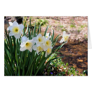 Narcissen Bij Beek Bloem Fotografie Notitiekaart