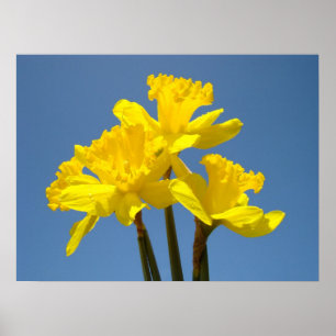 Narcissen Bloemen poster kunst prints Blauwe Lucht