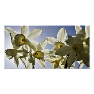 Narcissen die bloeien met een lente blauwe lucht perfect poster
