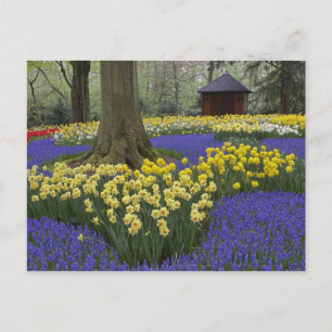 Narcissen, druifhyacint en tulpen tuin, briefkaart