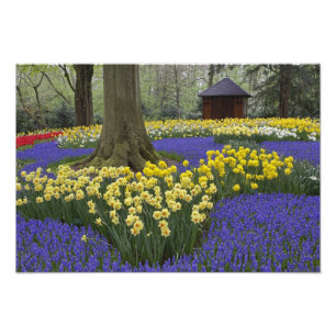Narcissen, druifhyacint en tulpen tuin, foto afdruk