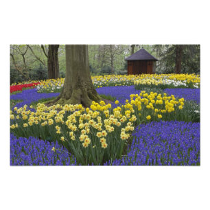 Narcissen, druifhyacint en tulpen tuin, foto afdruk