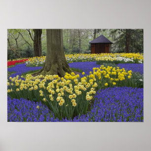 Narcissen, druifhyacint, en tulpen tuin, poster