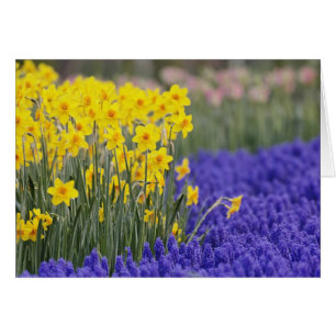 Narcissen en druifhyacint, Keukenhof 3
