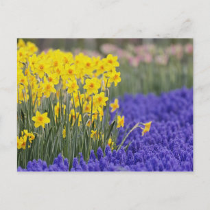 Narcissen en druifhyacint, Keukenhof 3 Briefkaart