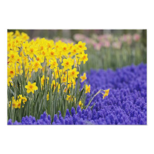 Narcissen en druifhyacint, Keukenhof 3 Foto Afdruk