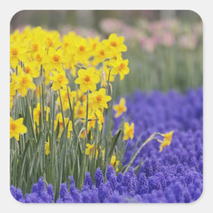 Narcissen en druifhyacint, Keukenhof 3 Vierkante Sticker