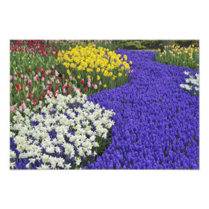 Narcissen en druifhyacint, Keukenhof Foto Afdruk