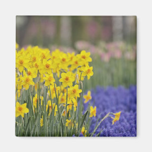 Narcissen en druifhyacint, Keukenhof Magneet