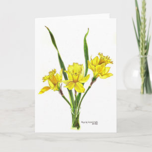 Narcissen in gekleurd potlood feestdagen kaart