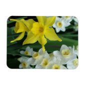 Narcissen Magneet (Horizontaal)