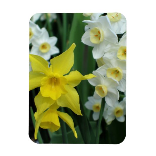 Narcissen Magneet (Verticaal)