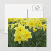 Narcissen RF) Briefkaart (Voorkant / Achterkant)