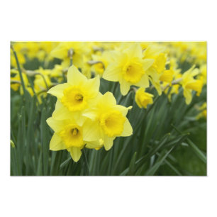Narcissen RF) Foto Afdruk