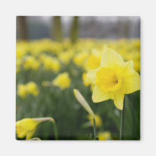 Narcissen (RF) Magneet