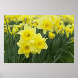Narcissen RF) Poster