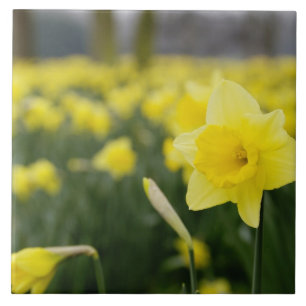 Narcissen (RF) Tegeltje