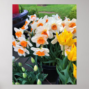 Narcissen & Tulpen, Oregon Poster